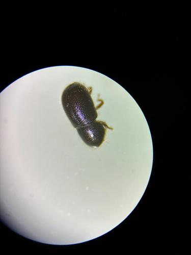 Réf. 354 427 : Xylographus bostrichoides